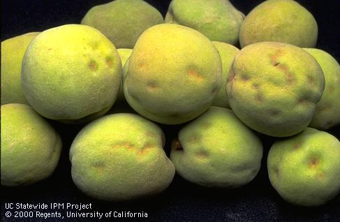 Sunken, orangish lesions on green (unripe) peaches caused by rust, <i>Tranzschelia discolor</i>.