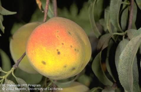 Rust lesions on a ripening peach.