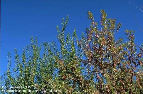 Plum foliage that prematurely (in August) has turned a reddish fall color (right) due to infection by the Prunus stem pitting strain of <i>Tomato ringspot virus</i>. To the left is an uninfected tree that has healthy, green foliage.