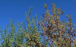 Stone fruit foliage that is reddish in August (photo right) due to infection by the prunus stem pitting strain of Tomato ringspot virus.