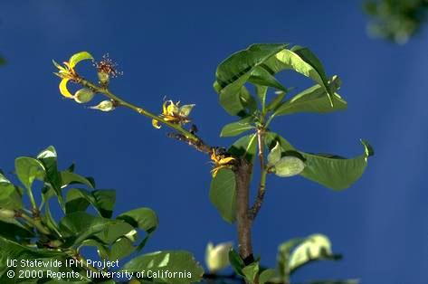 Recently flushed peach leaves that are severely distorted, undersized, and yellow (top left) due to infection by the yellow bud mosaic strain of <i>Tomato ringspot virus</i>.