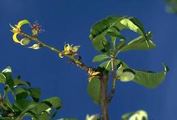 Yellow, undersized peach leaves (top left), the symptom for which the yellow bud mosaic strain of Tomato ringspot virus is named.