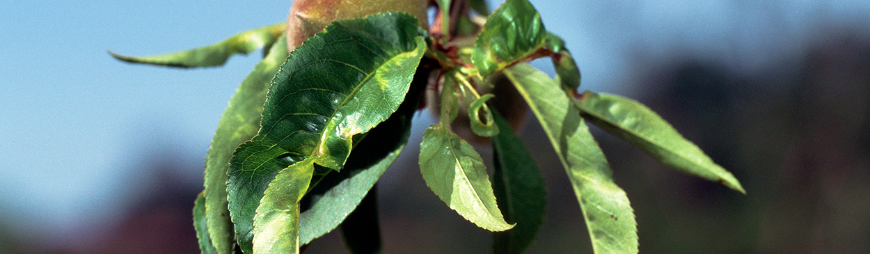 Symptoms of the yellow bud mosaic strain of tomato ringspot virus.