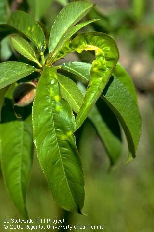 Stone fruit leaves that are distorted and pale green to yellowish due to infection by the yellow bud mosaic strain of <i>Tomato ringspot virus</i>.