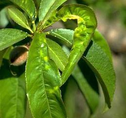 Stone fruit leaves distorted and yellowed by the yellow bud mosaic strain of Tomato ringspot virus.