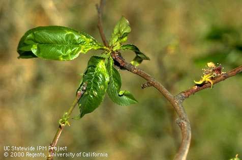 Yellow, damaged leaf buds and leaves caused by yellow bud mosaic.