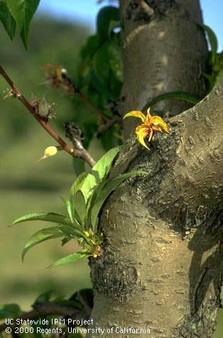 Recently flushed peach leaves that remain undersized and become yellow (center right) due to infection by the yellow bud mosaic strain of <i>Tomato ringspot virus</i>.