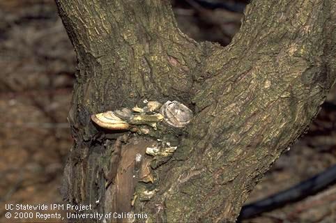 Trunk damaged by wood decay fungus.