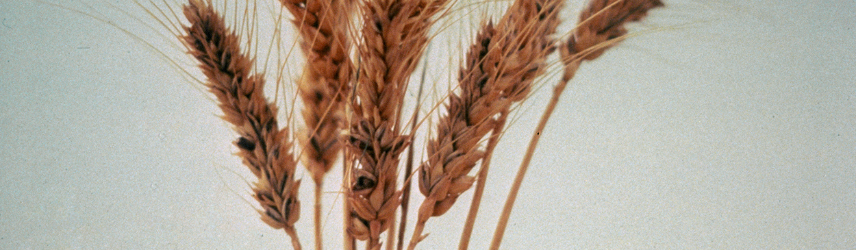 Karnal bunt affects only a few florets of a wheat spike.