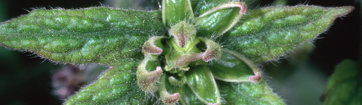 Distorted blossom of tomato big bud.