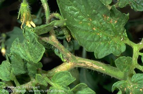 Brown tomato leaf spots and stem streaks from tobacco streak virus.