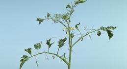 Shoestring appearance on leaves