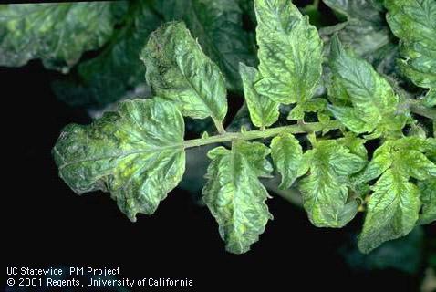 Foliage damaged by tobacco mosaic.