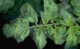 Tobacco mosaic virus