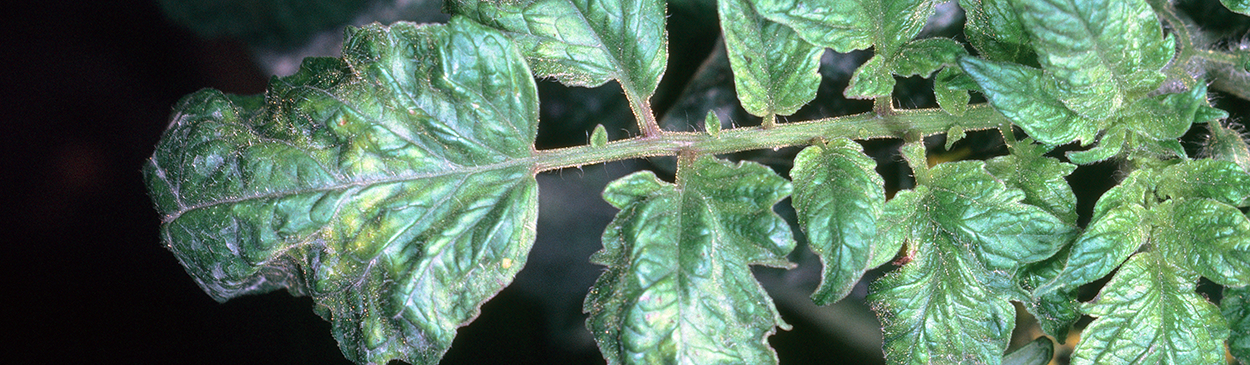 Mottling of tomato leaves due to tobacco mosaic virus.