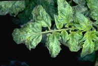 Mottling of tomato leaves due to tobacco mosaic virus.