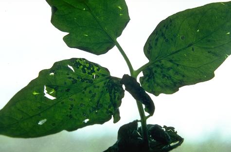 Spotting of tomato leaves caused by tomato spotted wilt.