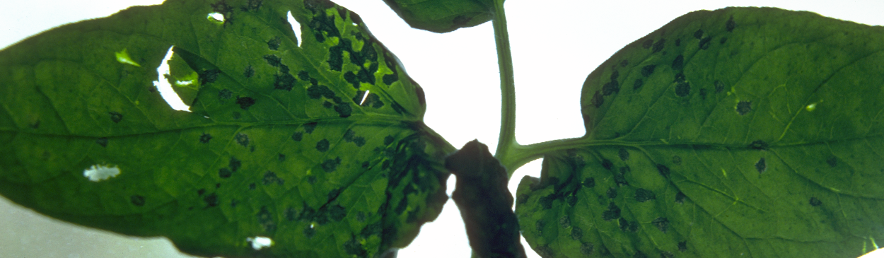 Spotting of tomato leaves caused by tomato spotted wilt virus.