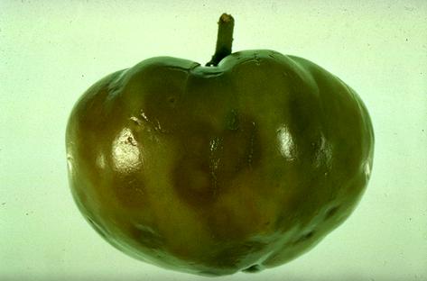 Tomato spotted wilt virus spotting on tomato fruit.