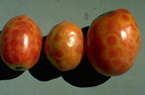 Tomato spotted wilt virus spotting on tomato fruit.