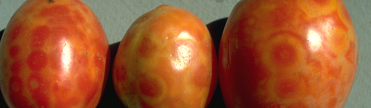 Spotting on fruit infected with tomato spotted wilt virus.