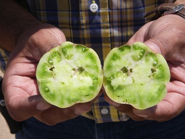 Distorted green tomato fruit with internal brownish blotches due to <I>Tobacco etch virus.</I>.