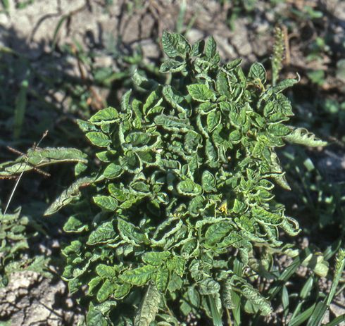 Tomato plants infected with <I> Tomato yellow leaf curl virus</I> are stunted, grow abnormally upright, and take on a bushy appearance.