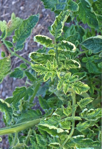 Leaves of tomato plants infected with <I>Tomato yellow leaf curl virus</I> are small, strongly crumpled, curl upward, and turn yellow at the edges and between veins.