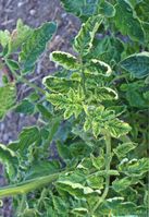 Tomato yellow leaf curl virus