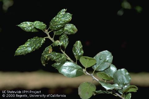 Galled, curled leaves of coast live oak infected with oak leaf blister fungus, <i>Taphrina caerulescens.</i>.