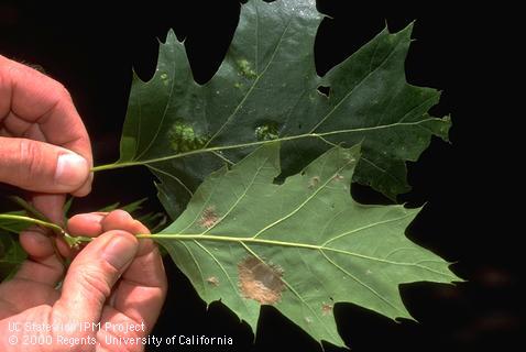 Bulges and tan asci on leaves of black oak infected with oak leaf blister fungus, <i>Taphrina caerulescens.</i>.