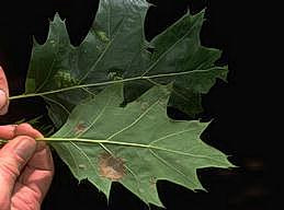 Blisters on leaf surface