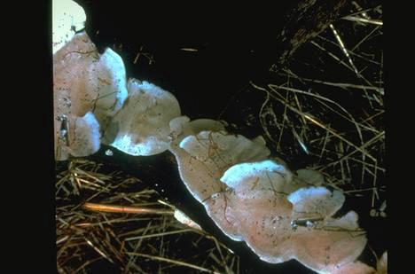 Fruiting bodies of the hairy turkey tail fungus, <I>Trametes hirsuta.</I>.