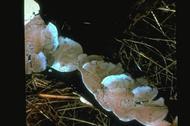 Trametes hirsuta hairy turkey tail