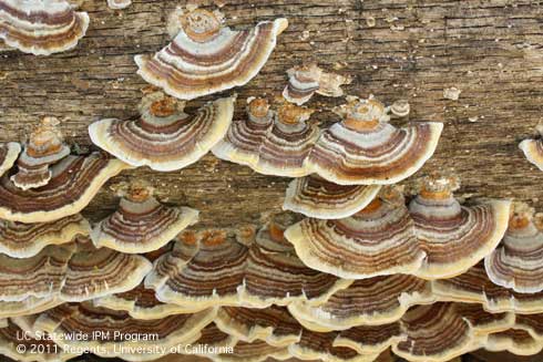 Fruiting bodies of turkey tail, Trametes versicolor.