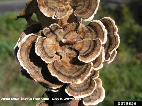 Fruiting bodies of the turkey tail fungus, <i>Trametes versicolor</i>, consist of concentric rings of dark and pale brown alternating with tan or whitish and sometimes other colors. The fungus causes sappy bark, a malady with peeling bark and dark, decayed wood.