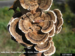 The turkey tail-like fruiting bodies of Trametes versicolor.