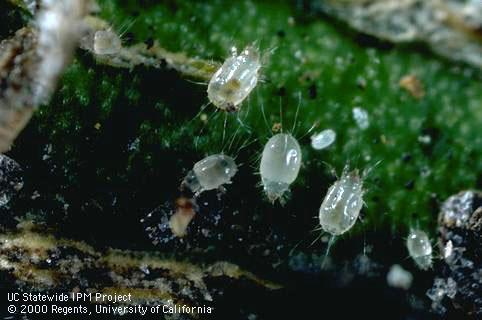 Adults and nymphs of thread-footed mites, or tarsonemid mites, <i>Tarsonema</i> sp.