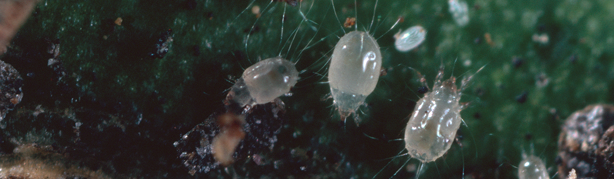 Adults and nymphs of thread-footed mites, or tarsonemid mites, Tarsonema sp.
