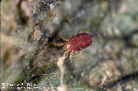 Adult carmine mite.