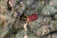 Carmine spider mite adult