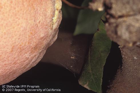 Bleached rind and silk webbing on grapefruit from hydrangea mite or Kanzawai mite, <I>Tetranychus kanzawai,</I> infestation. 