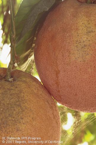 Bleached rind and silk webbing on grapefruit from hydrangea mite or Kanzawai mite, <I>Tetranychus kanzawai,</I> infestation. 