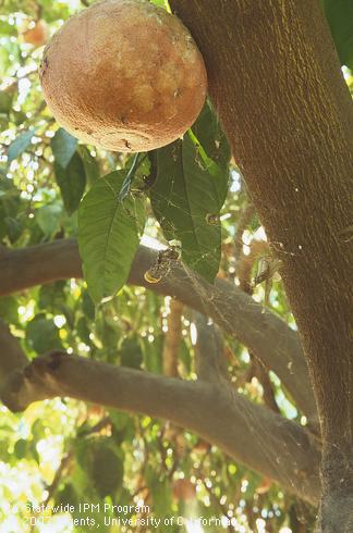 Bleached rind and silk webbing on grapefruit from hydrangea mite or Kanzawai mite, <I>Tetranychus kanzawai,</I> infestation. 