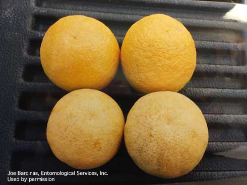 Bleached rinds on the bottom two Valencia oranges caused by hydrangea mite or Kanzawai mite, <i>Tetranychus kanzawai,</i> feeding.  The fruit at the top are undamaged.