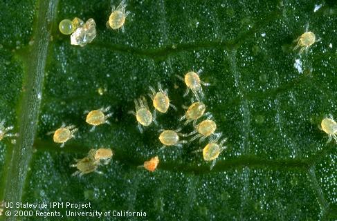 Top view of many Pacific spider mite larvae from a commercial insectary.