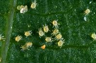 Pacific spider mite