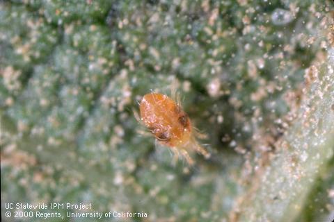 Female two-spotted spider mite.