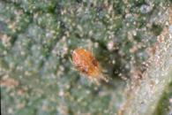 Overwintering female spider mite