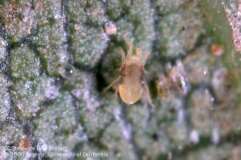 Twospotted spider mite, <i>Tetranychus urticae</i>, adult and egg (center left).